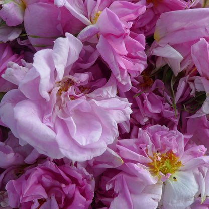 ORRIS ROSE