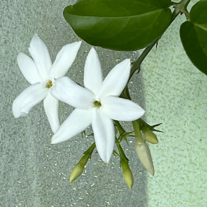SAMBAC ABSOLUE Aroma Spray