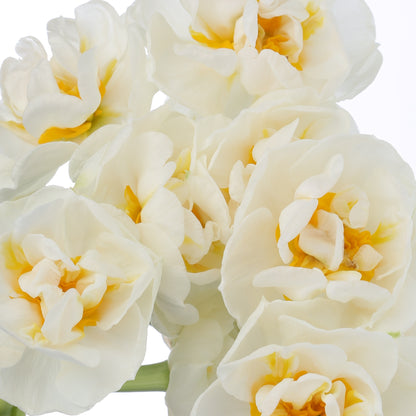 FLEUR INCONNUE