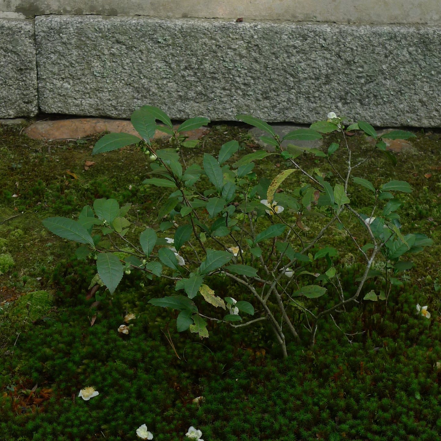 SHIBUI