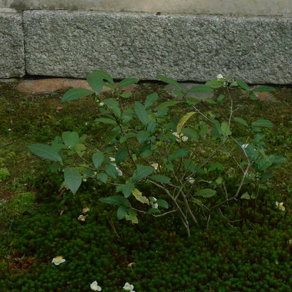 SHIBUI
