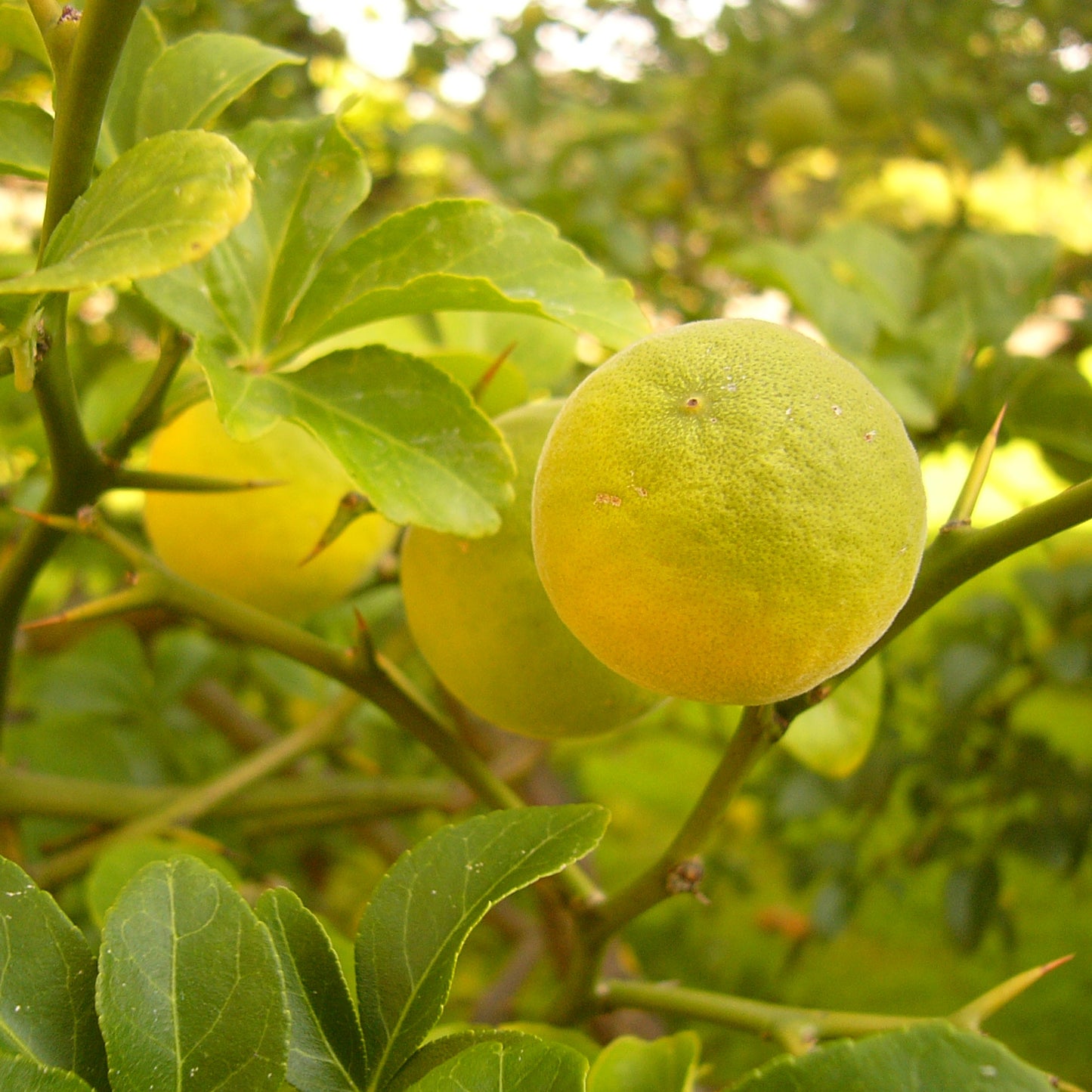 SICILIAN BERGAMOT Raumduft