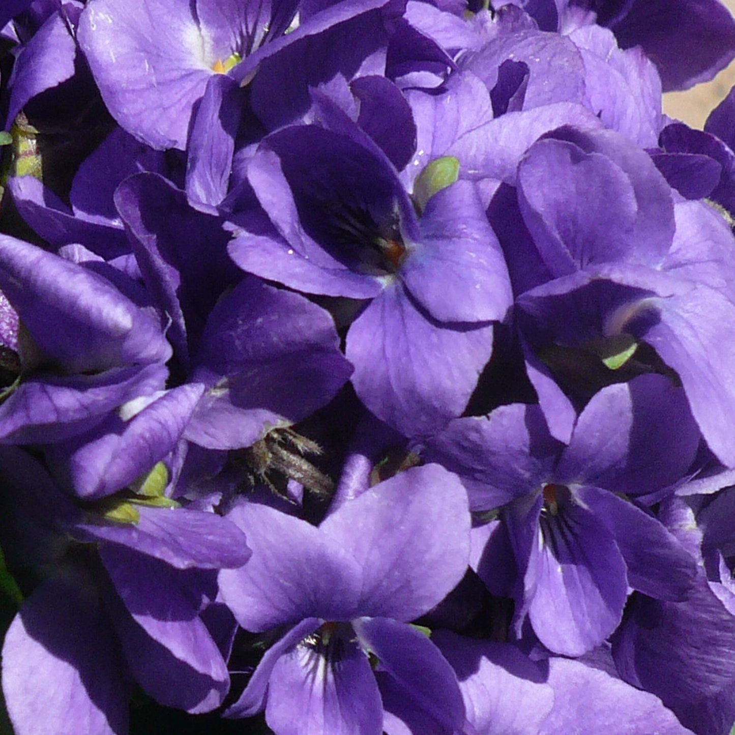 VIOLETTA