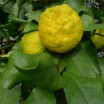 YUZU PEARL
