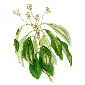 Ho-Blätter - Aromatherapy Spray - 15ml
