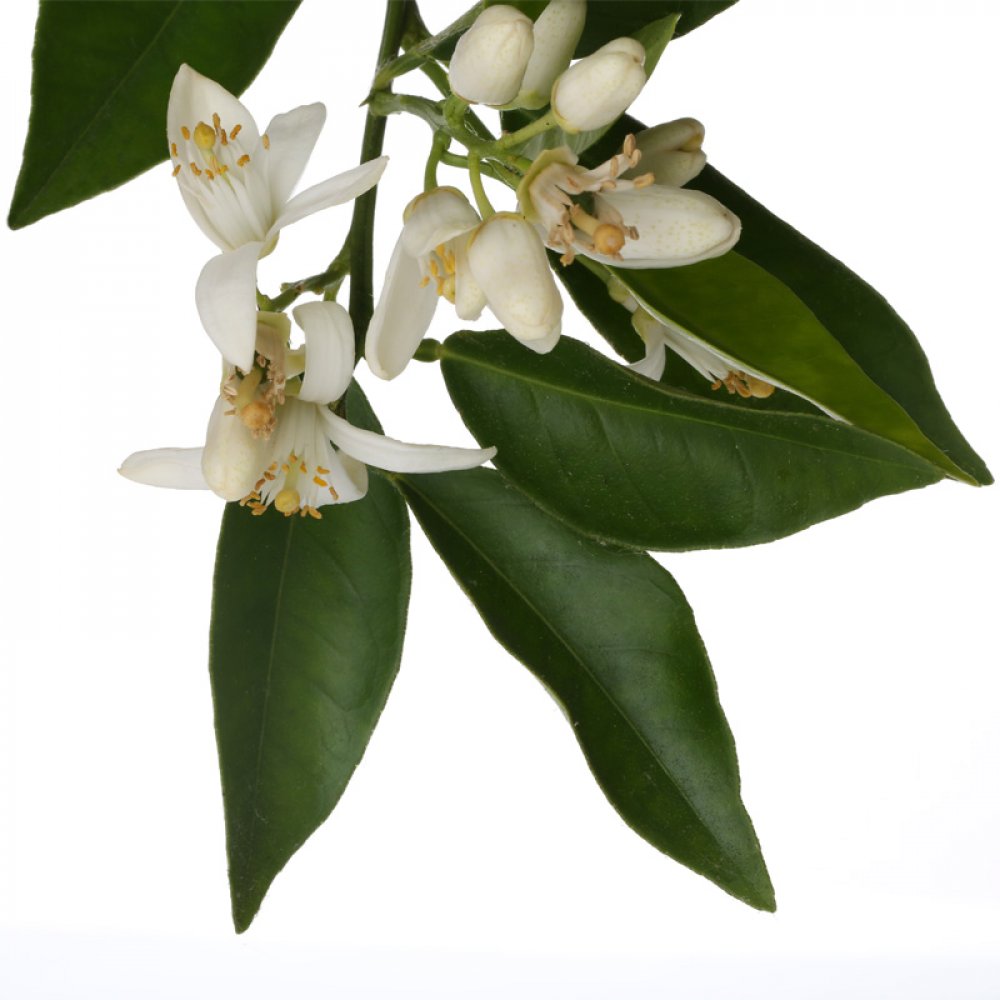 Neroli Aromatherapy Spray 15ml, 18,00