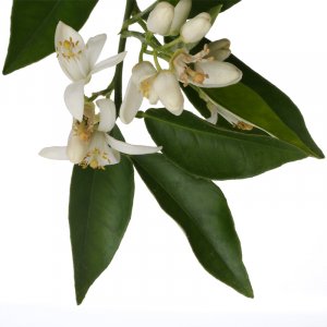 NEROLI Aroma Spray
