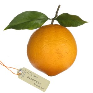 Orange, süß - Aromatherapy Spray - 15ml