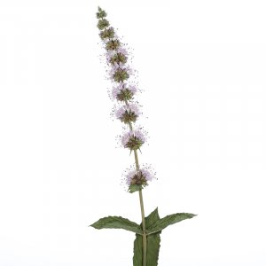 Peppermint - Aromatherapy Spray - 15ml