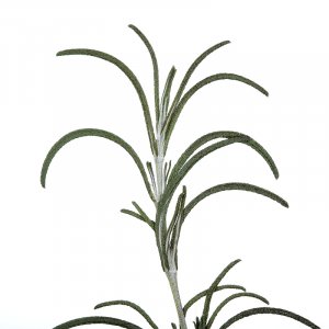 ROSMARIN Aroma Spray